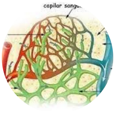 malformação arteriovenosa